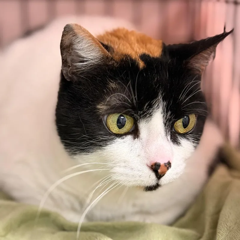 A senior large-sized female Domestic Short Hair cat named Hope for adoption in Cumming, GA
