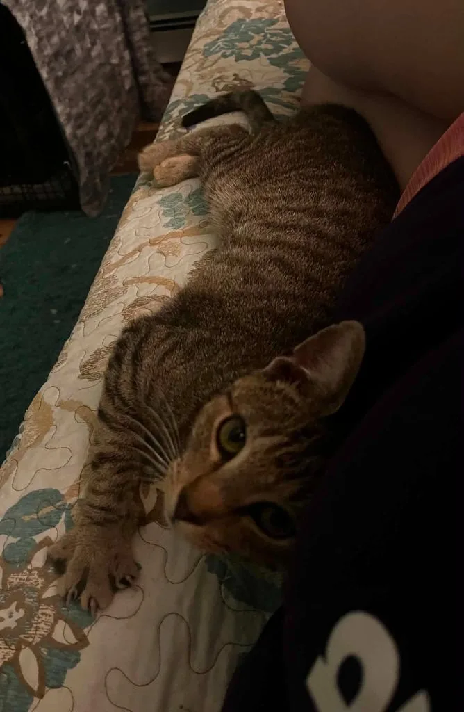 A baby small-sized male Domestic Short Hair cat named Tugboat for adoption in Gorham, ME