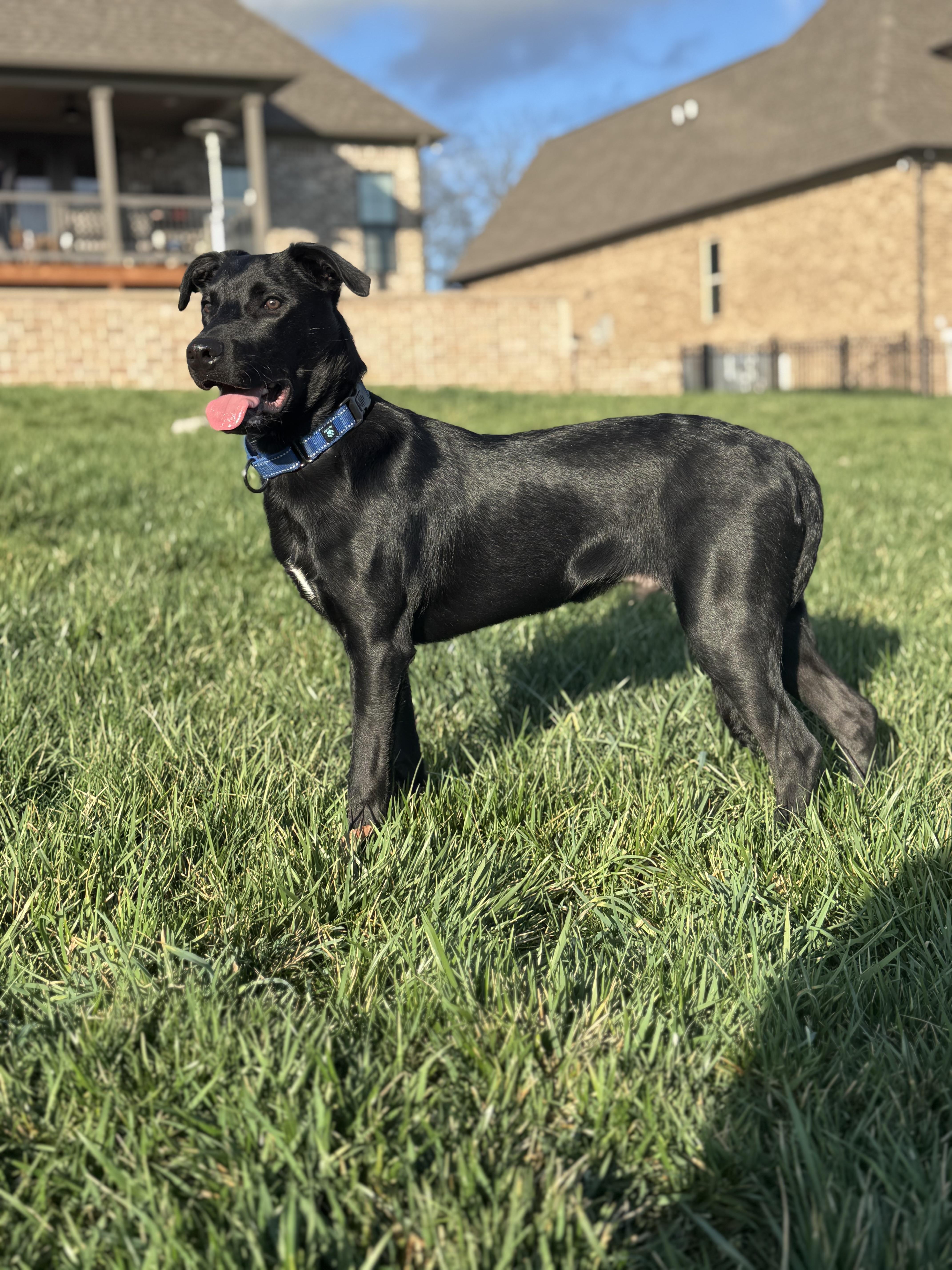 Tater  Thanksgiving Litter thumbnail 2