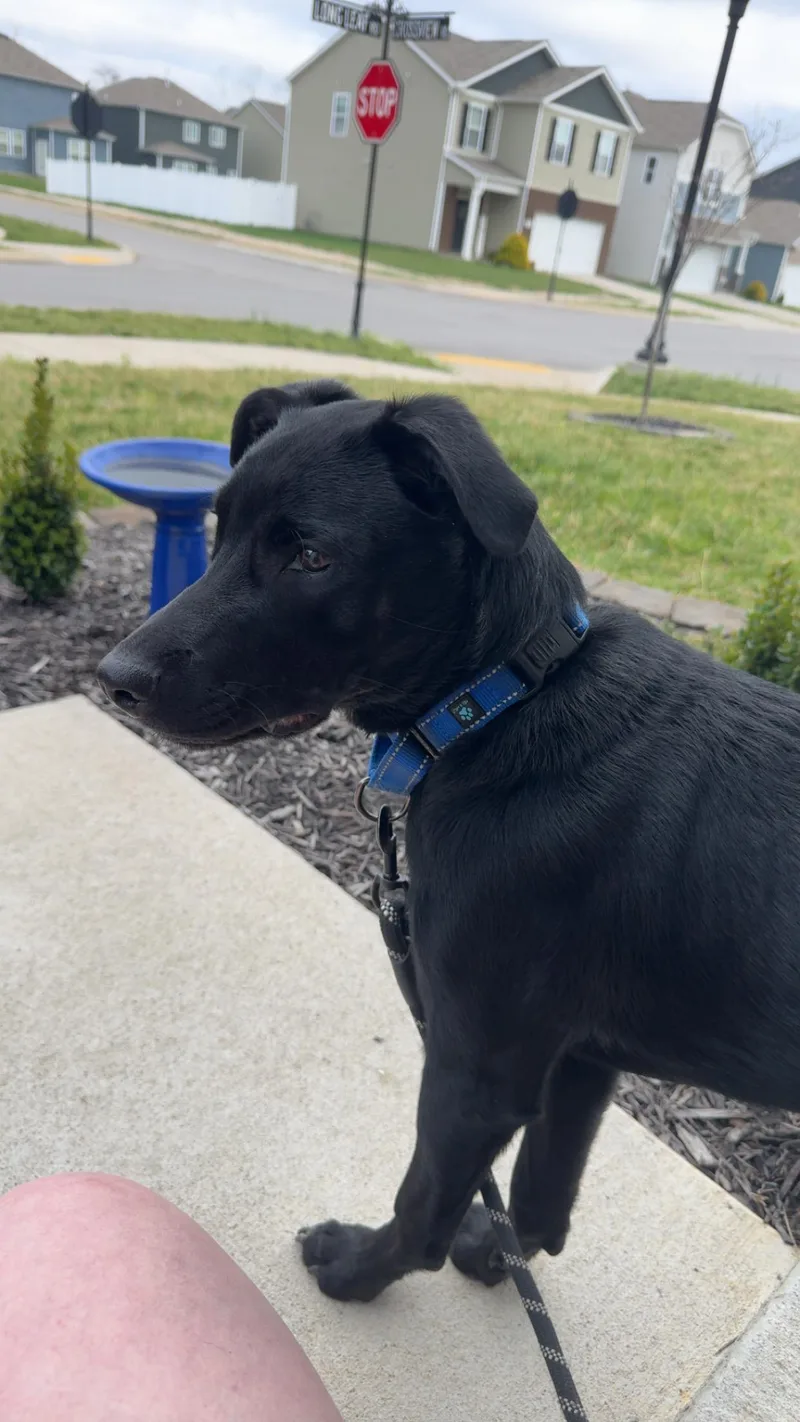 Tater  Thanksgiving Litter thumbnail 3