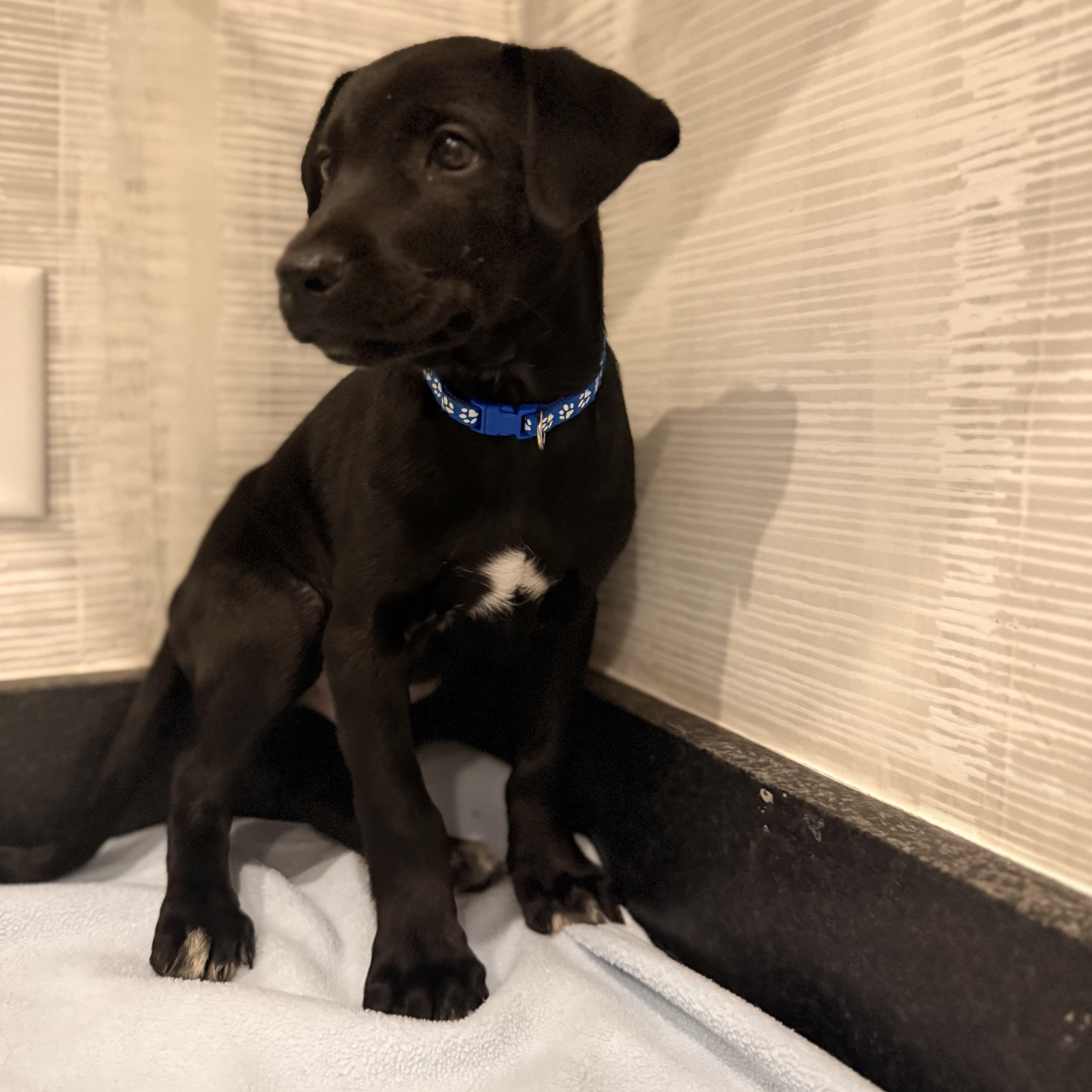 Tater  Thanksgiving Litter thumbnail 5