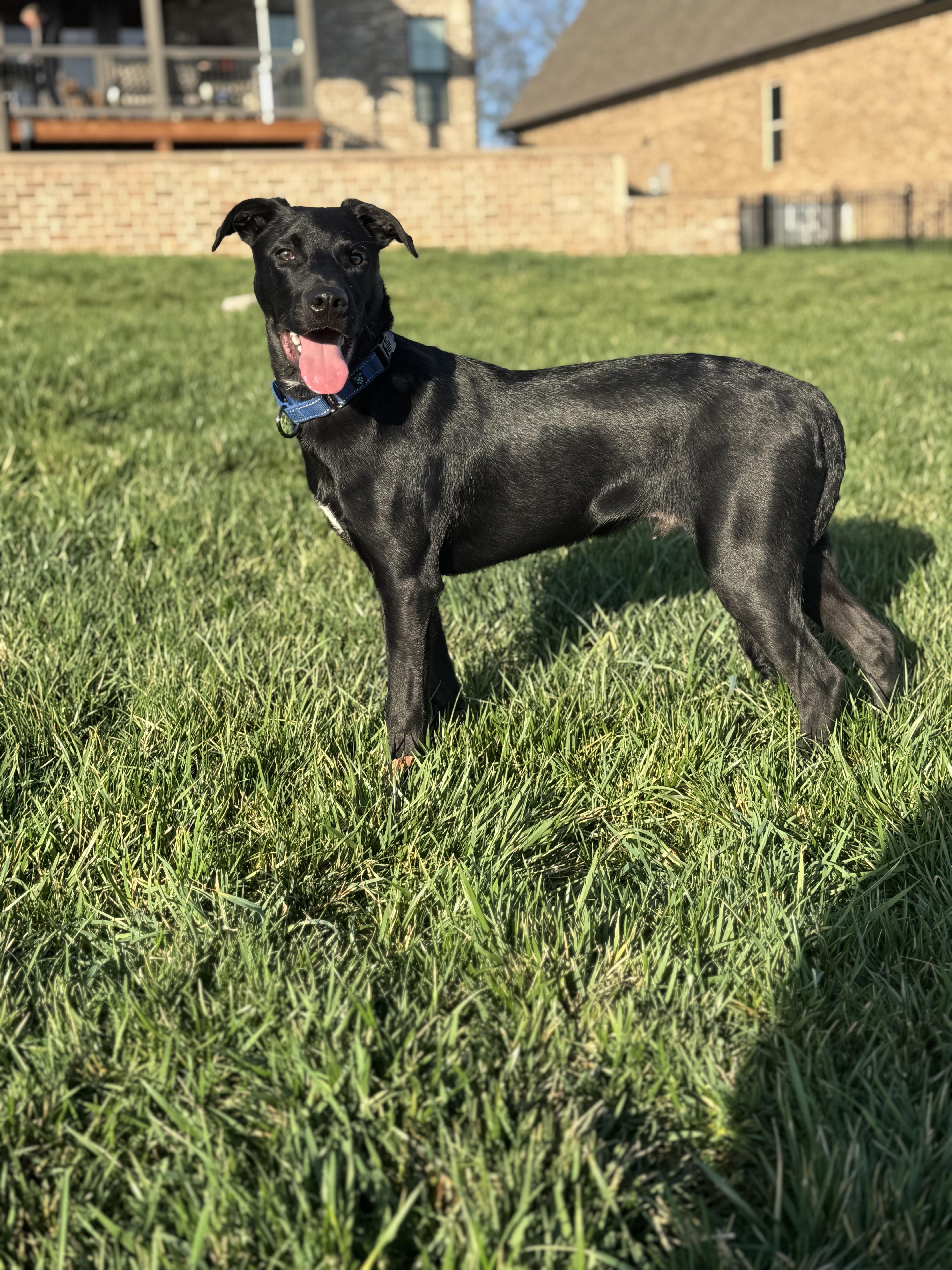 Tater  Thanksgiving Litter