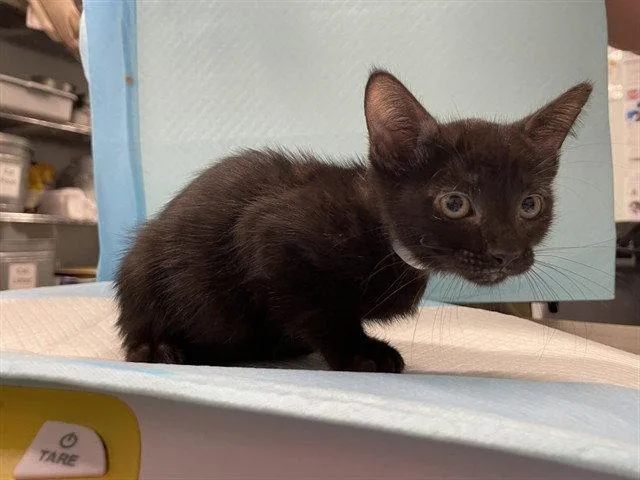 A baby small-sized female Black Domestic Short Hair cat named Lady Liberty for adoption in Tavares, FL