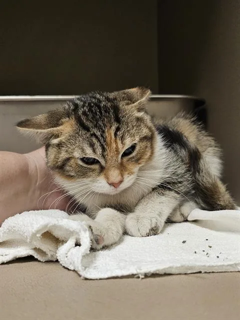 A baby medium-sized female Domestic Short Hair cat named Amberveil for adoption in Clyde, NC