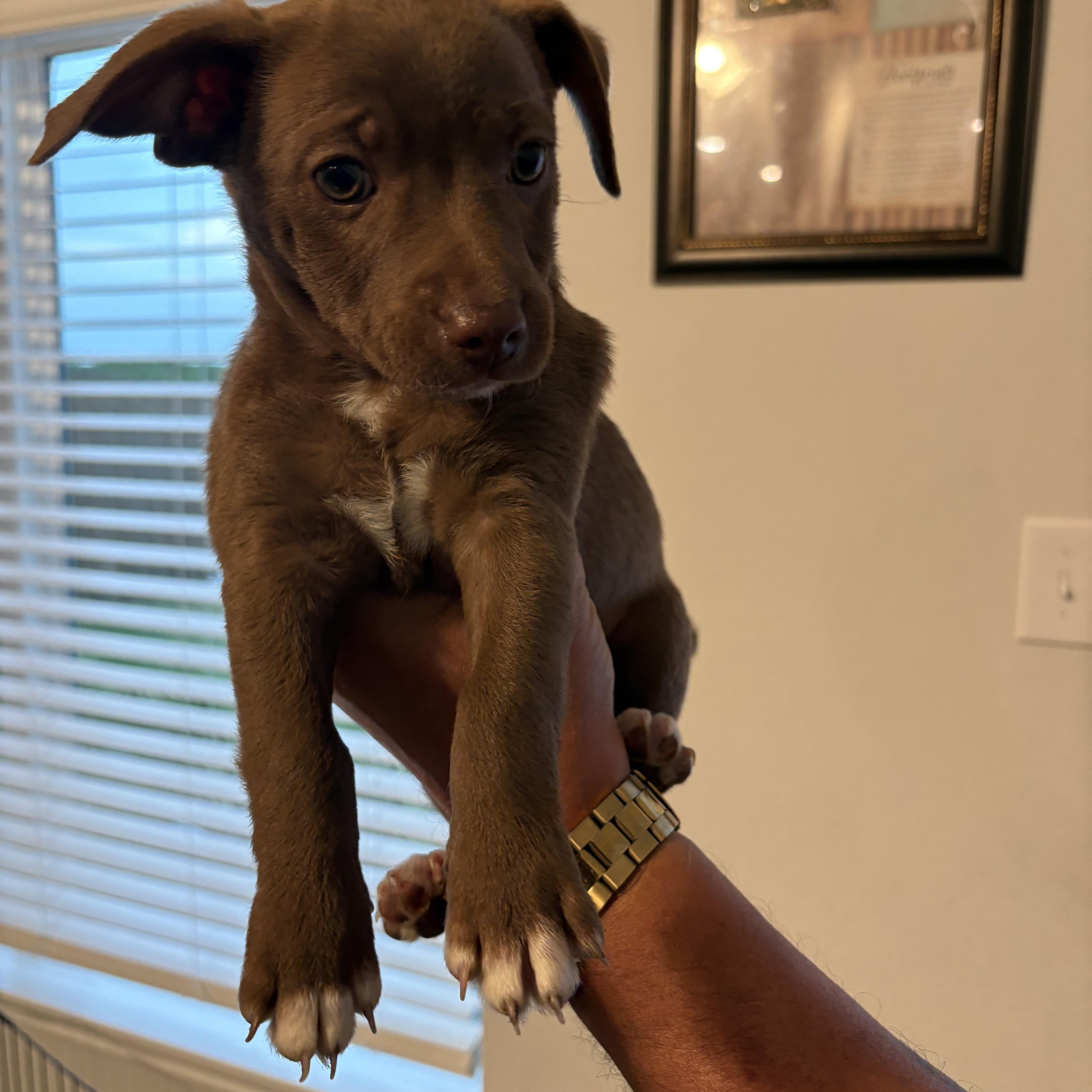 A baby small-sized male Brown / Chocolate Chihuahua dog named Brownie for adoption in Joshua, TX