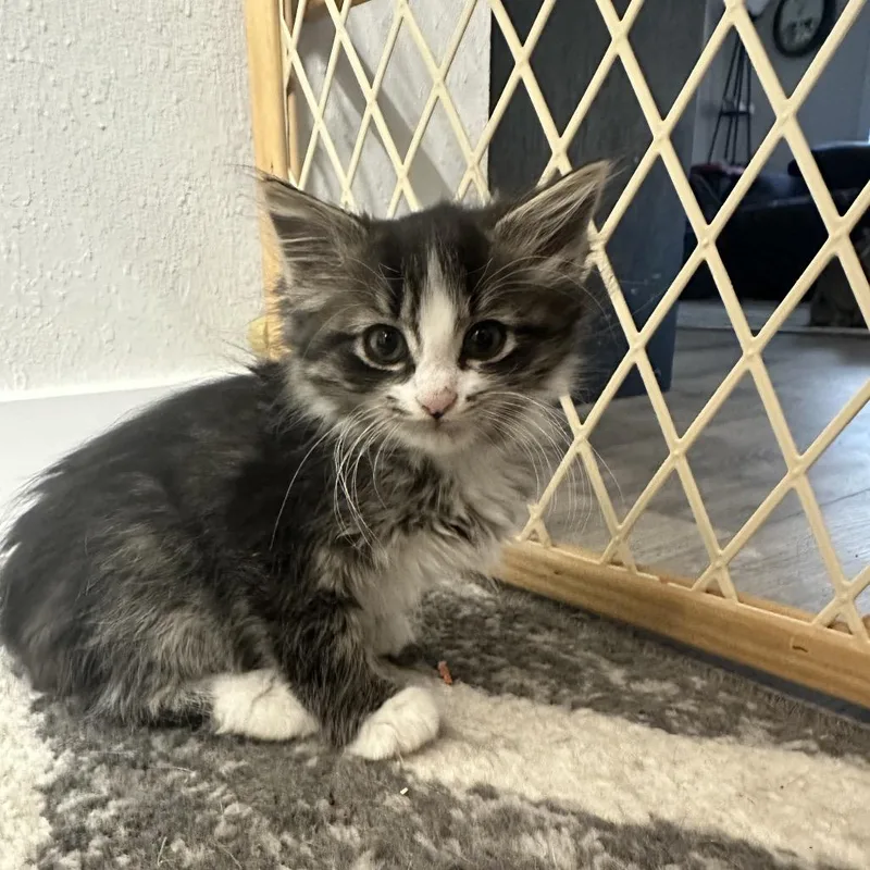 A baby small-sized female Domestic Medium Hair cat named Hazel for adoption in Bismarck, ND