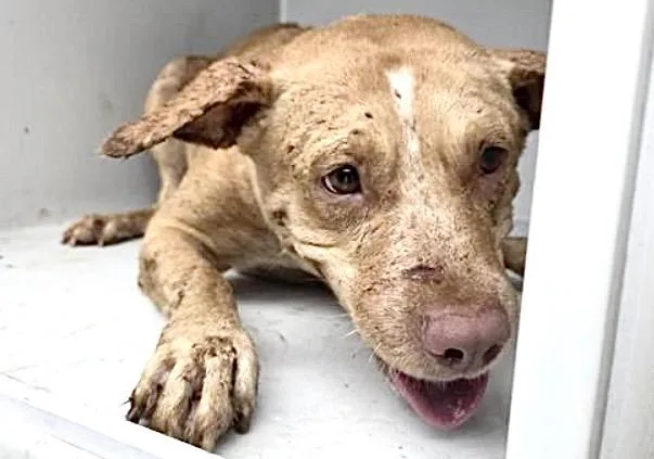 A young medium-sized female Labrador Retriever dog named Callie for adoption in Houston, TX