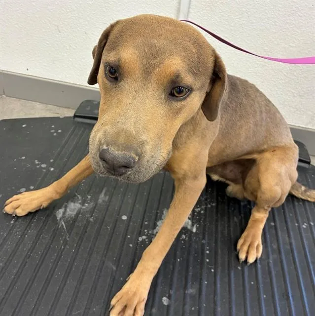 A young large-sized male Labrador Retriever dog named Ramen for adoption in Mesa, AZ