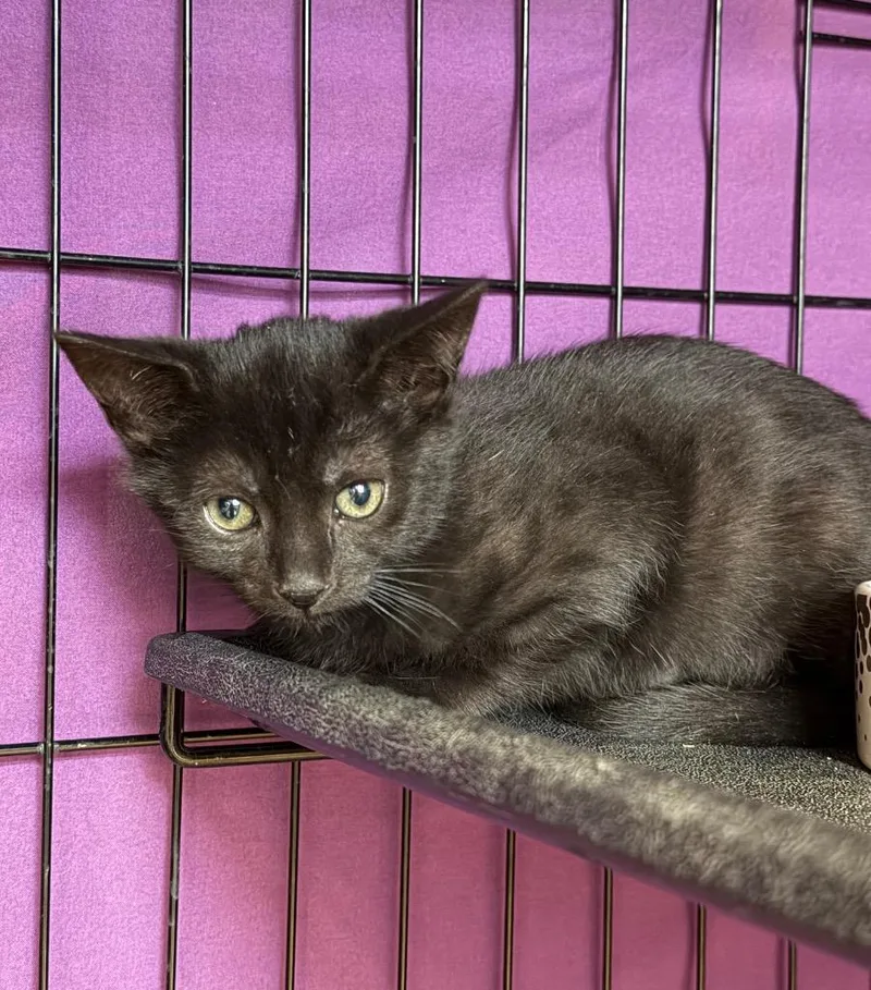 A baby medium-sized male Domestic Short Hair cat named Zipup for adoption in Cincinnati, OH
