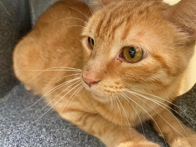 An adult medium-sized male Domestic Short Hair cat named Mufasa for adoption in Garland, TX