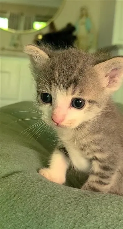 Peanut