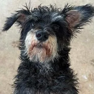 An adult small-sized male Gray / Blue / Silver Miniature Schnauzer dog named Scottie for adoption in Griswold, CT