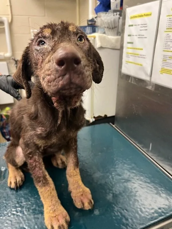 An adult medium-sized female Brown / Chocolate Mixed Breed dog named Pebbles for adoption in Mobile, AL