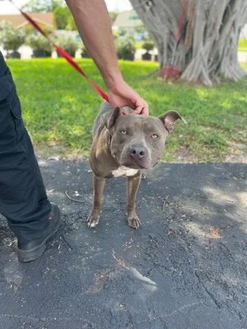 An adult medium-sized male Mixed Breed dog named Raymond for adoption in West Palm Beach, FL