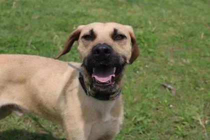 An adult large-sized male Hound dog named Scruffy for adoption in Kansas City, MO