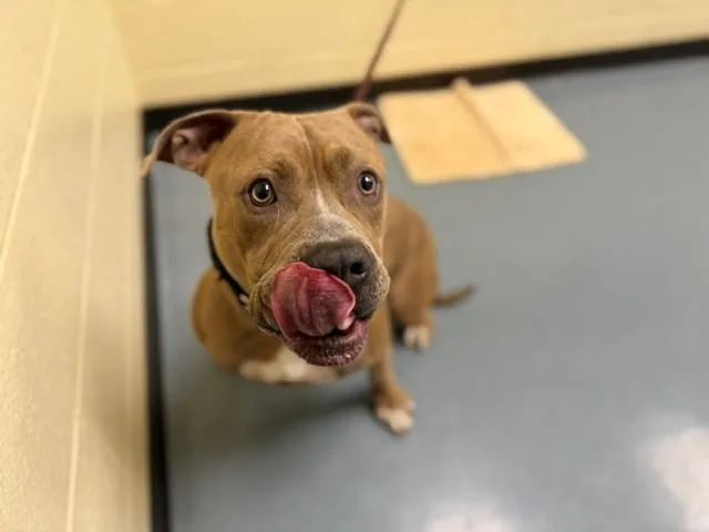 A young large-sized male Pit Bull Terrier dog named Beast for adoption in Denver, CO