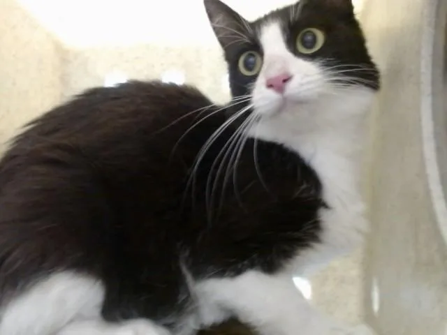 A young large-sized female Domestic Medium Hair cat named A for adoption in Moreno Valley, CA