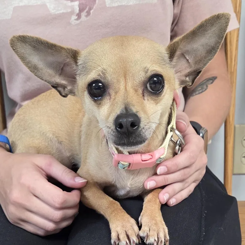 An adult small-sized female Yellow / Tan / Blond / Fawn Chihuahua dog named Ava for adoption in Camden, DE