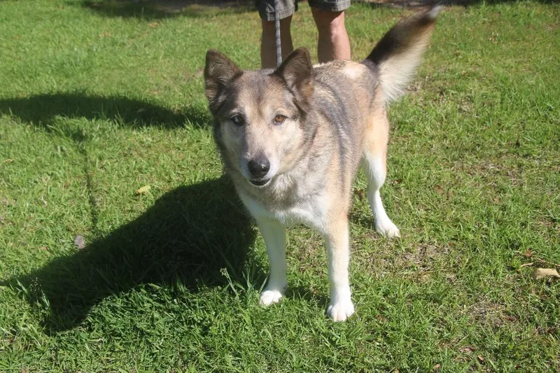 Maggie Husky