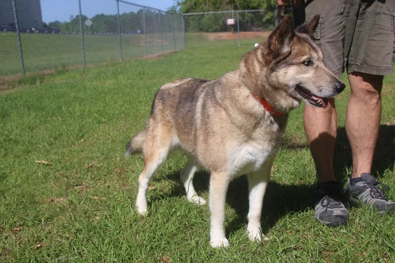 Maggie Husky thumbnail 2