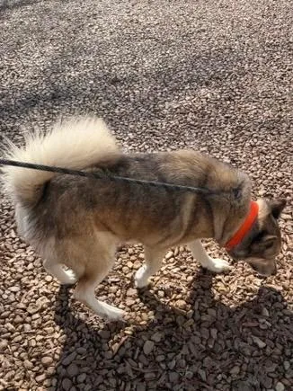 Maggie Husky thumbnail 3