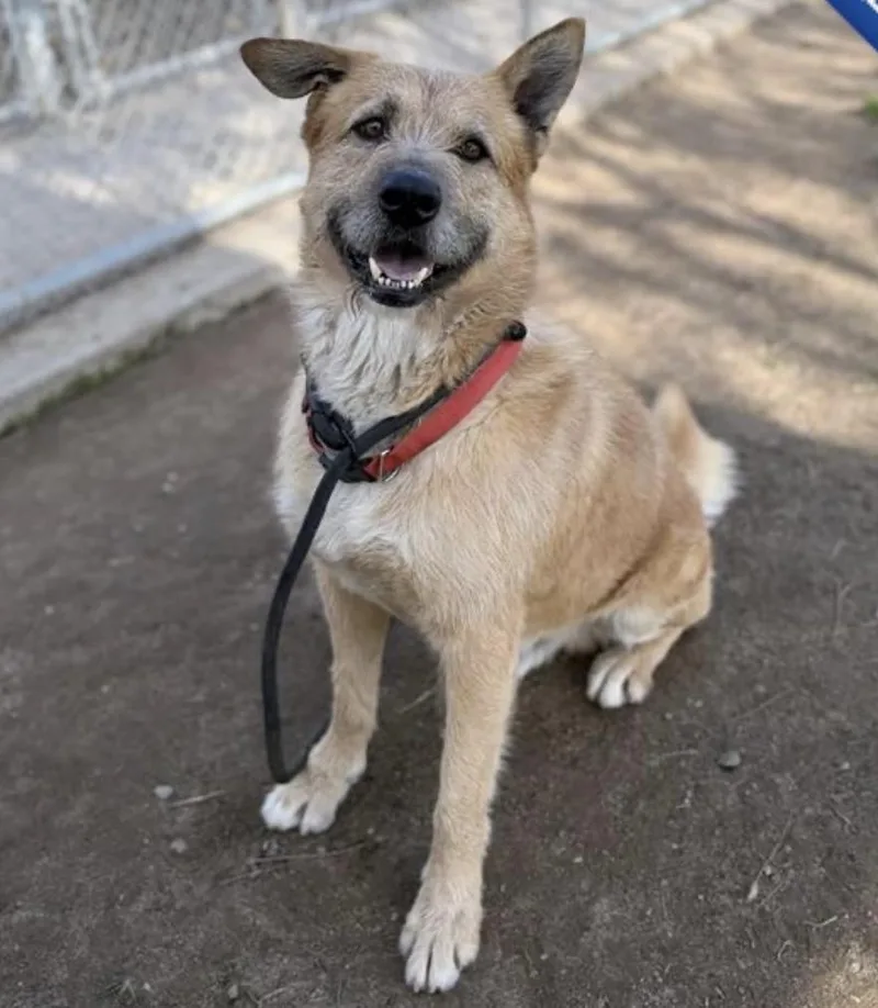 Ruff  Happy Dog