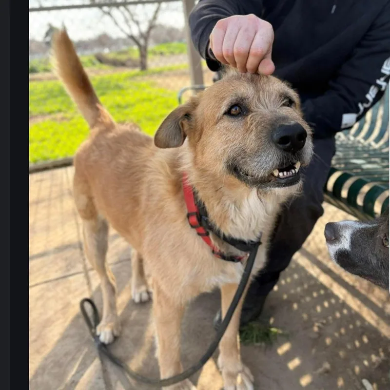 Ruff  Happy Dog thumbnail 2