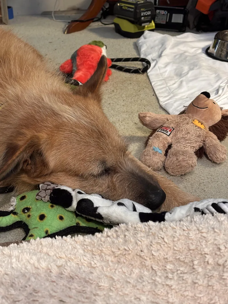 Ruff  Happy Dog thumbnail 3