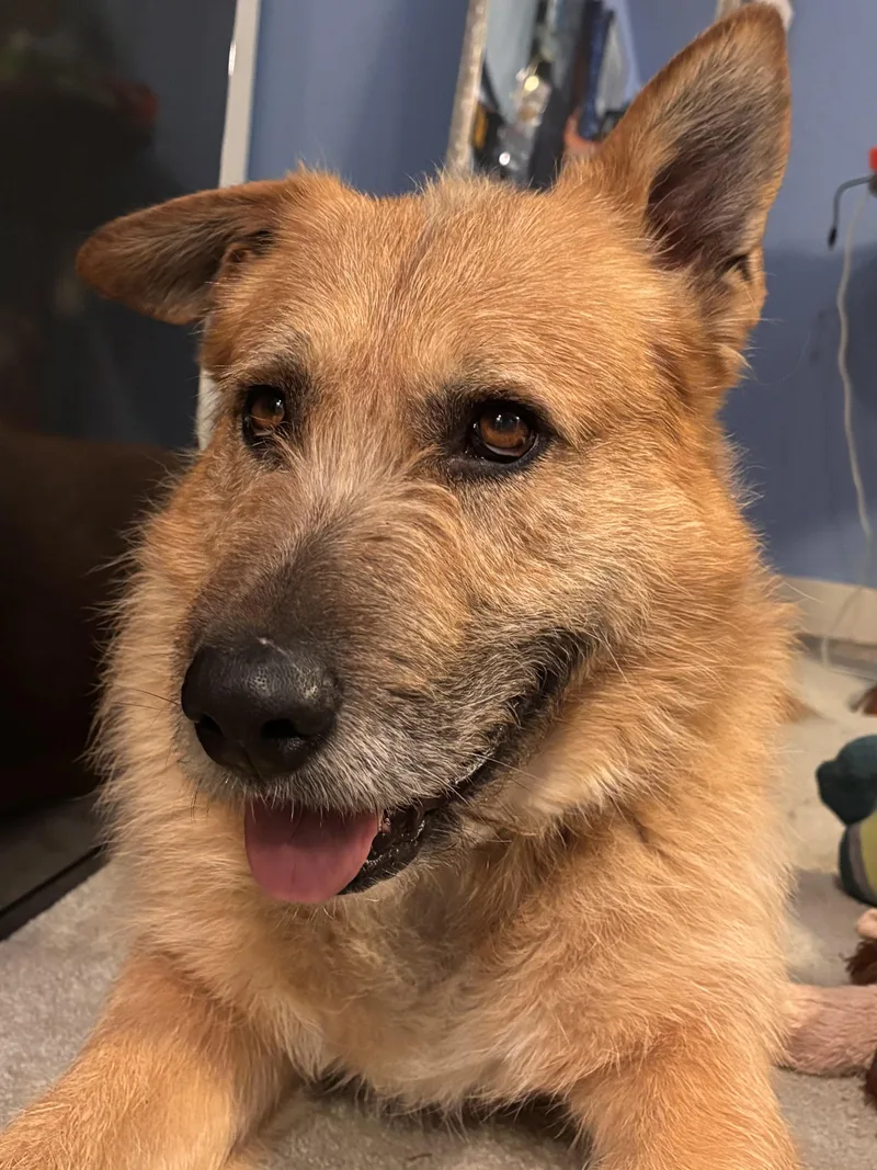 Ruff  Happy Dog thumbnail 4