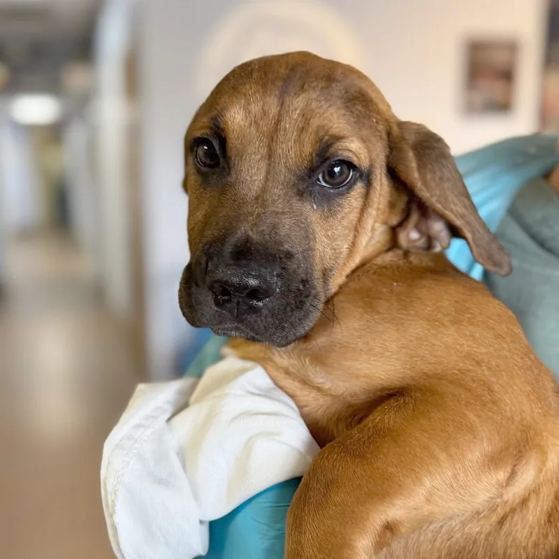 A baby small-sized male Brown / Chocolate Mixed Breed dog named Tater Baby for adoption in Hendersonville, NC