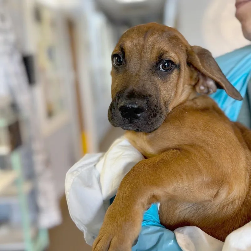 Tater Baby thumbnail 2