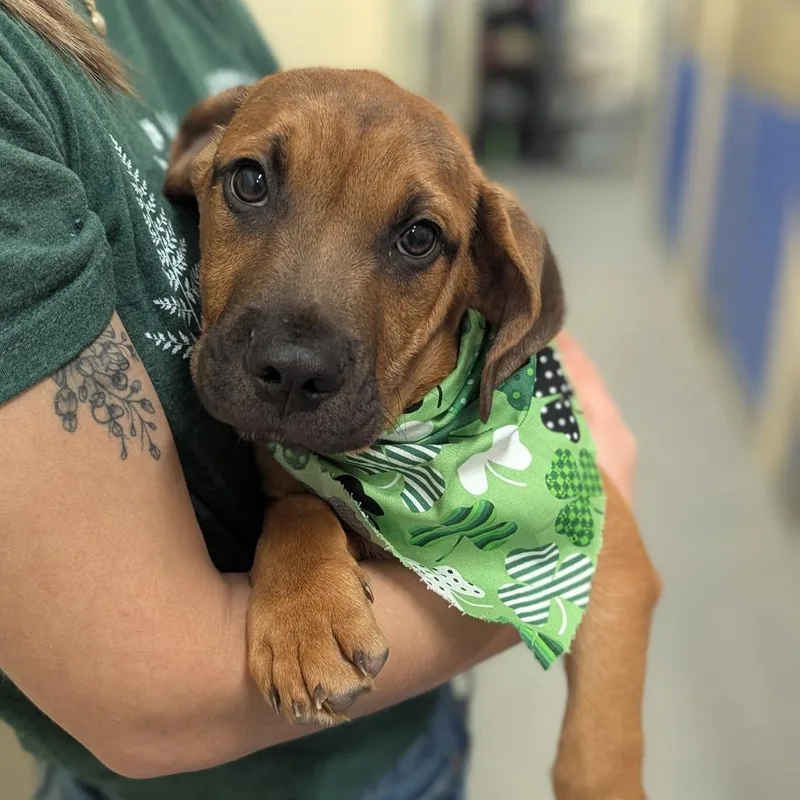 Tater Baby thumbnail 3