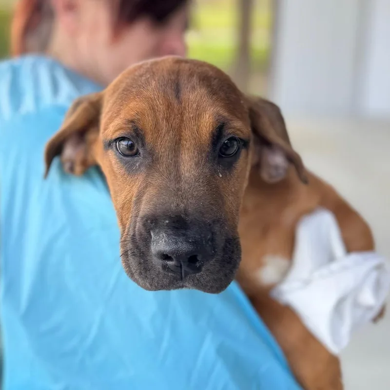 Tater Baby thumbnail 4