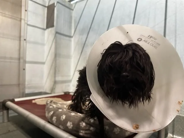 A young medium-sized male Maltese dog named Wizard for adoption in Baldwin Park, CA