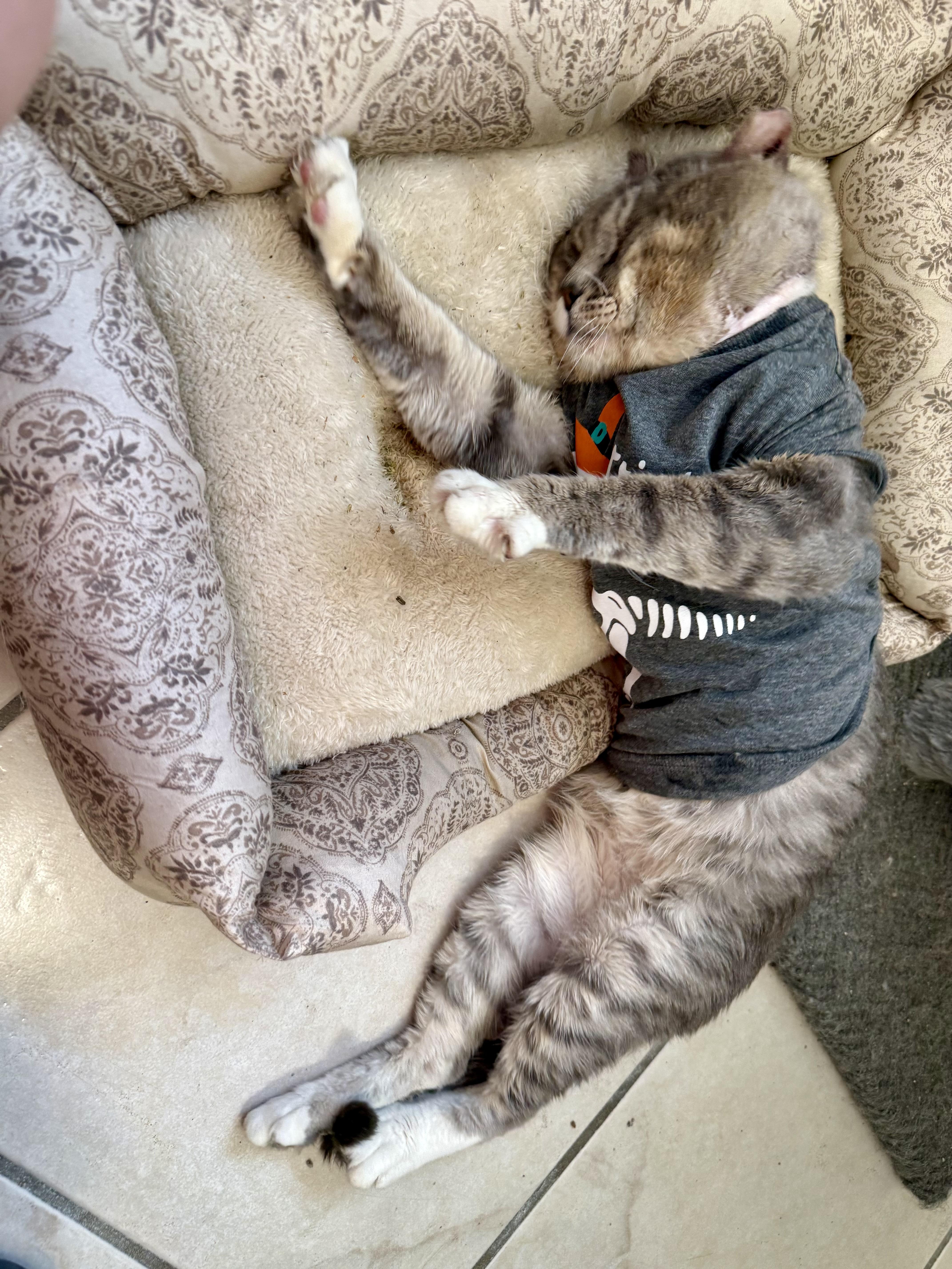 An adult medium-sized male Tabby (Gray / Blue / Silver) Domestic Short Hair cat named Moti for adoption in Miami, FL