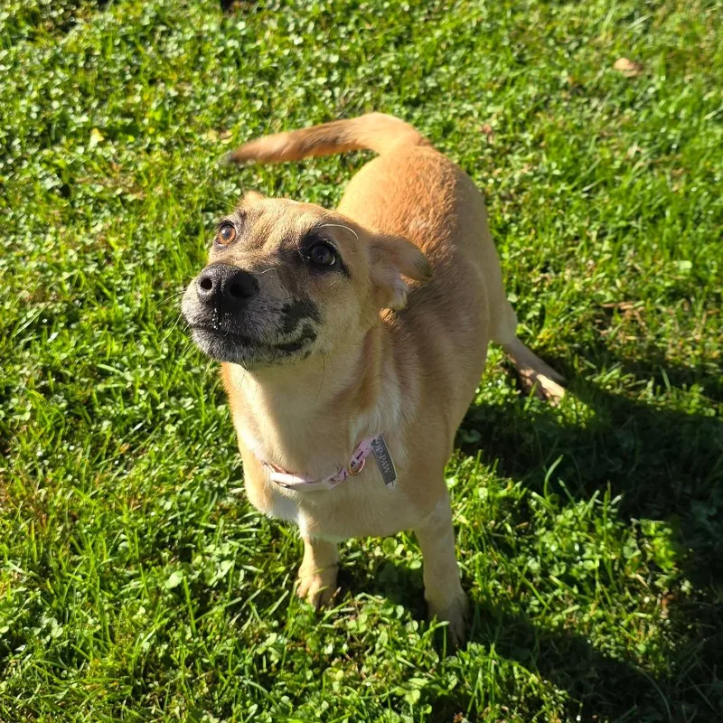 A baby small-sized female Shepherd dog named Esme for adoption in Milan, IL