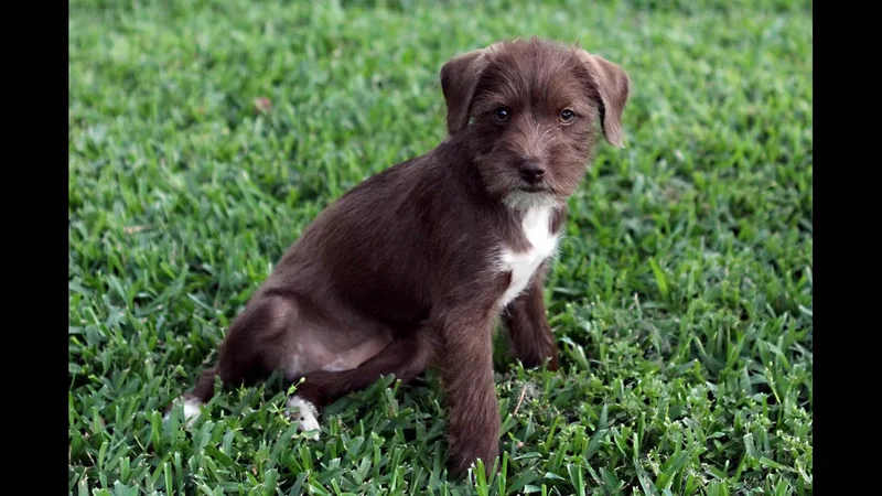 A young small-sized female Terrier dog named Sylveon for adoption in Rosenberg, TX
