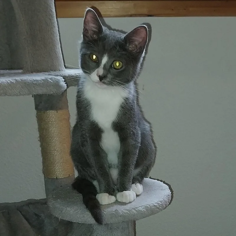 A young medium-sized female Gray & White Domestic Short Hair cat named Nellie & Daisy for adoption in WINLOCK, WA
