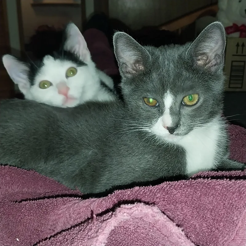 Nellie & Daisy thumbnail 2