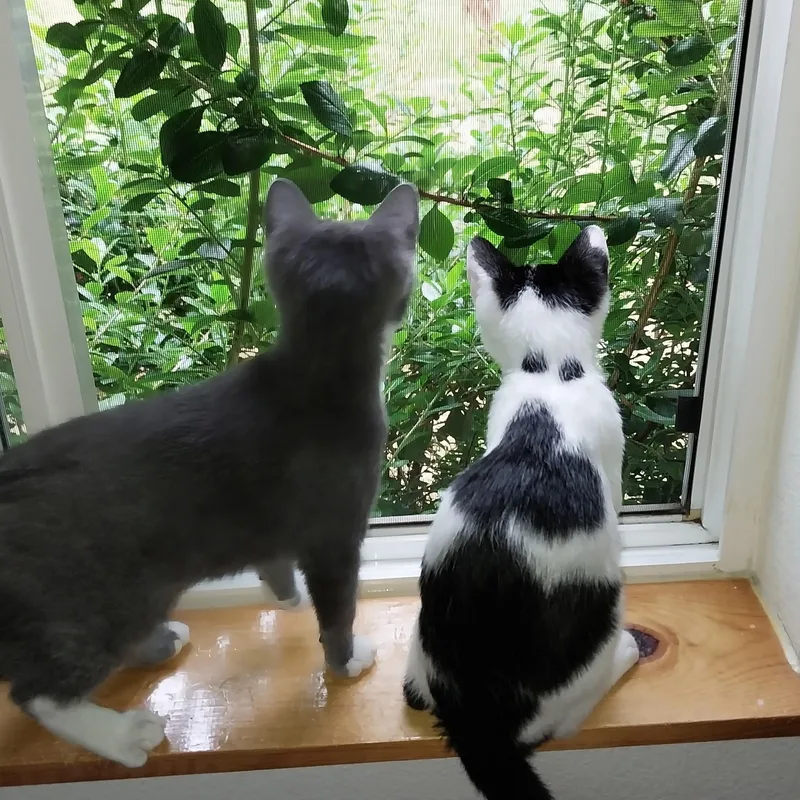Nellie & Daisy thumbnail 3