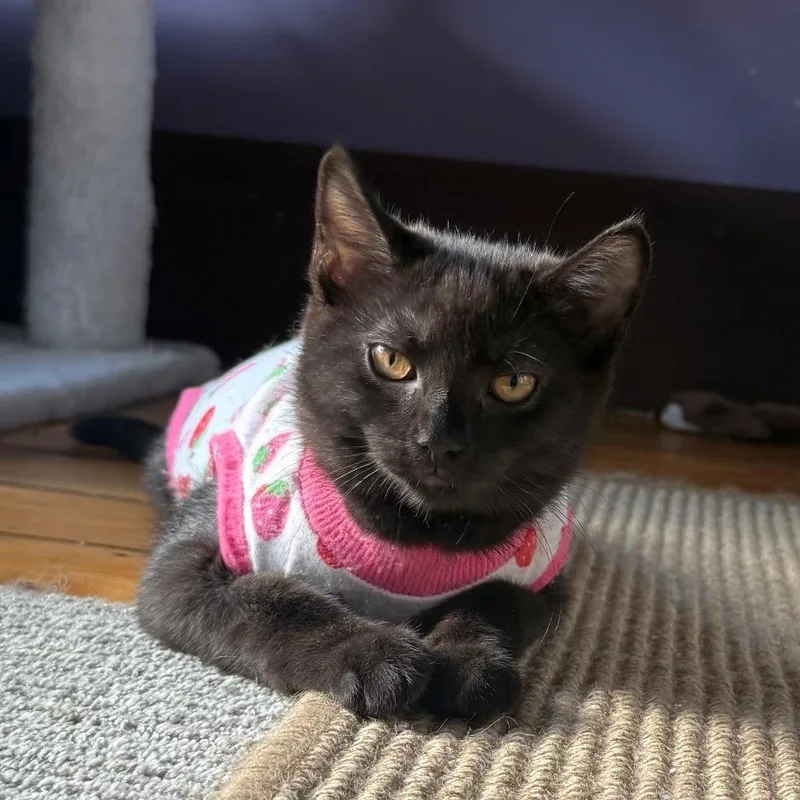 A baby small-sized female Black Domestic Short Hair cat named Myrtle for adoption in Gibsonia, PA