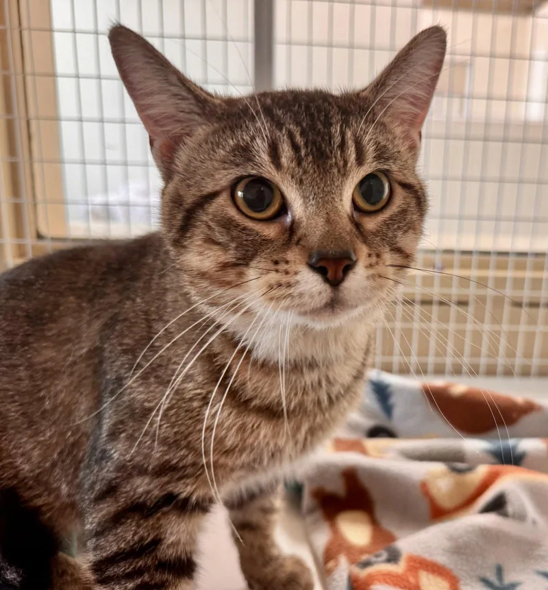 A young medium-sized male Domestic Short Hair cat named Thumper for adoption in Williamsburg, IA