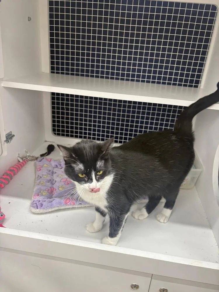 A young medium-sized female Black & White / Tuxedo Domestic Short Hair cat named Stella for adoption in Dallas, TX