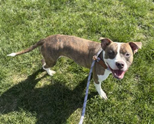 A young medium-sized female Pit Bull Terrier dog named Marinette for adoption in Dayton, OH