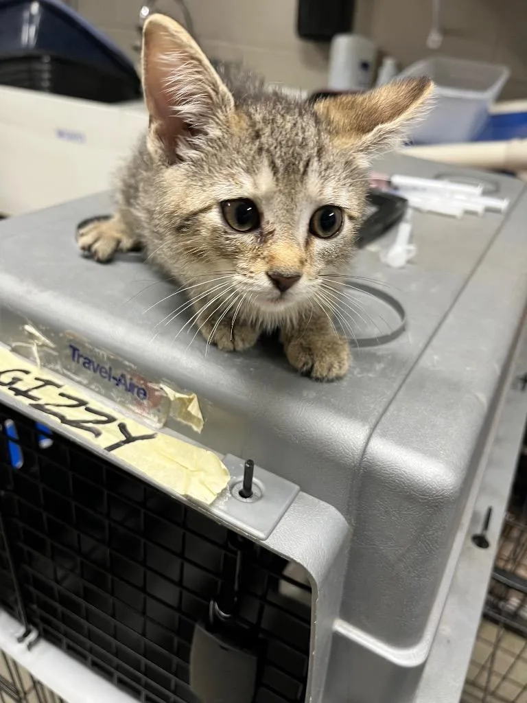 A baby small-sized female Domestic Short Hair cat named Stormy for adoption in Hopkinsville, KY