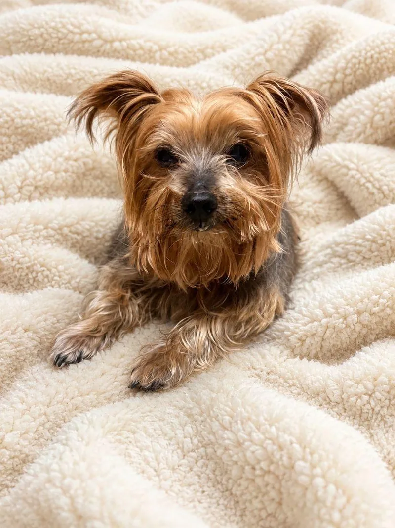 A senior small-sized male Yorkshire Terrier dog named Milo for adoption in East Hartford, CT