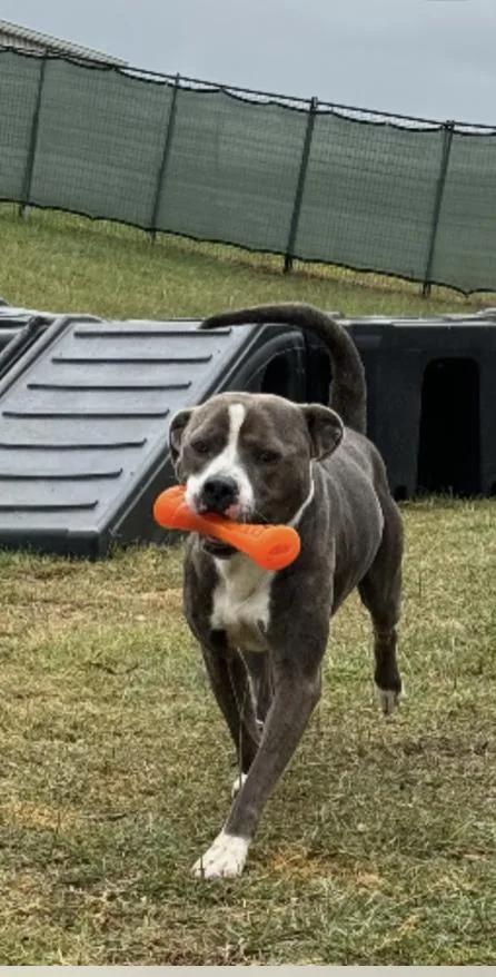 Big Shot thumbnail 4