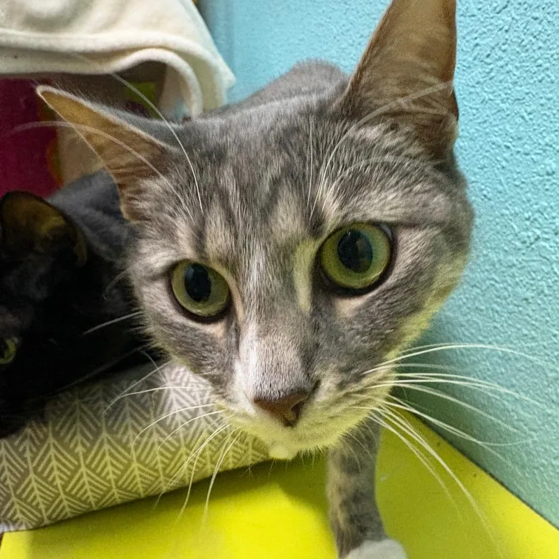 An adult small-sized male Black Domestic Medium Hair cat named Bandit And Shadow for adoption in Springfield, MO