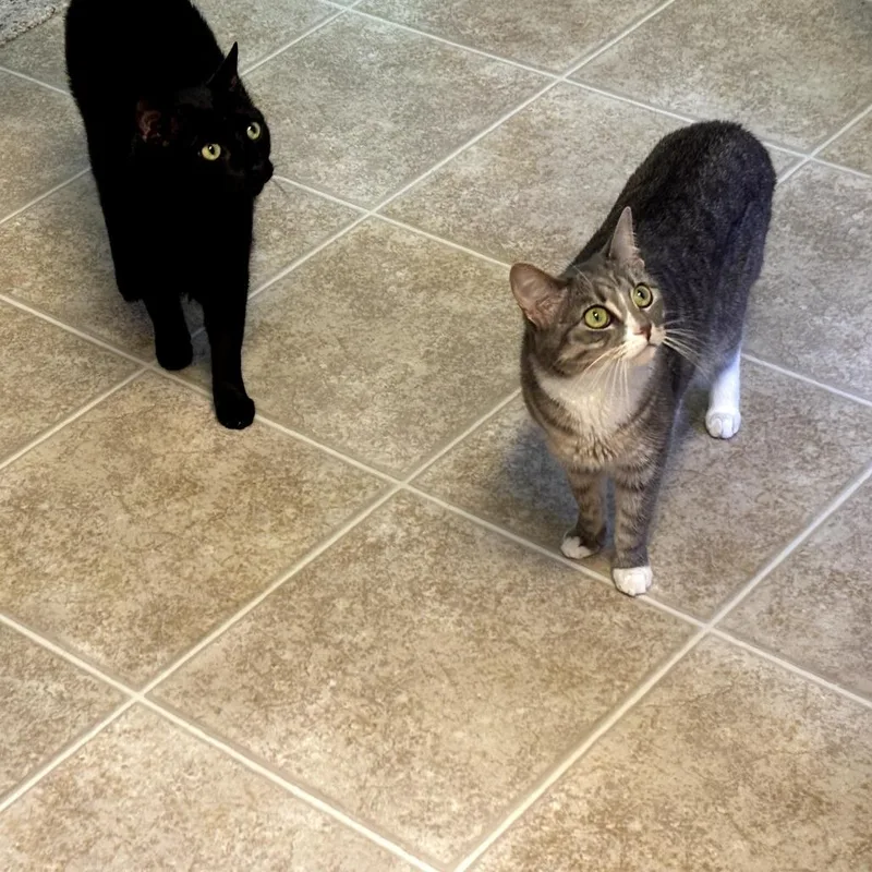 Bandit And Shadow thumbnail 4