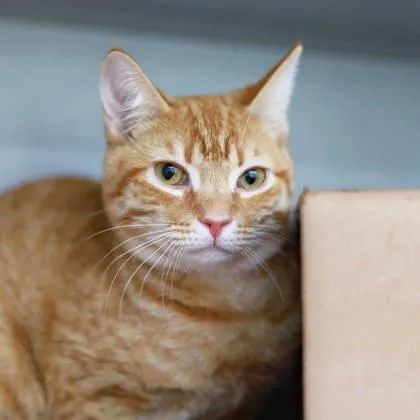 An adult small-sized male Orange / Red Domestic Short Hair cat named Blaze for adoption in Atlanta, GA